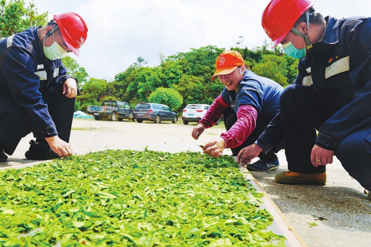 廣東臺山供電局保障茶農(nóng)茶企用電無憂