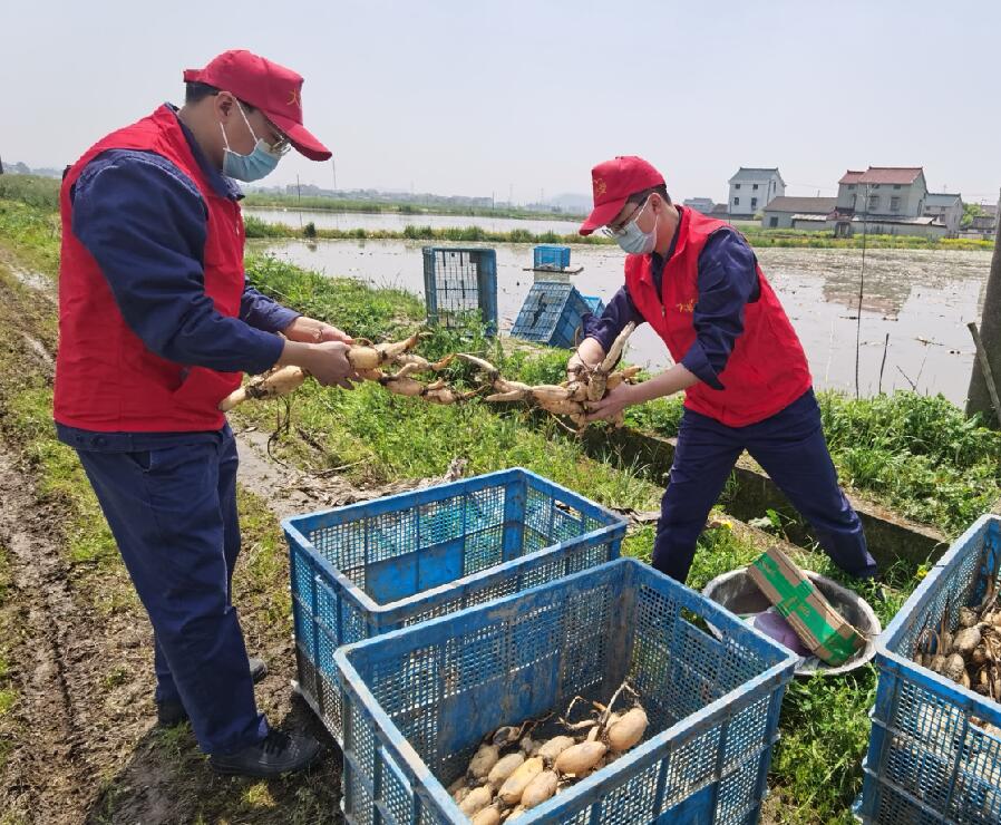 熱心助藕農 及時解難題