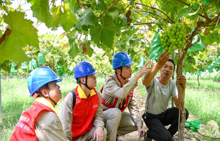 國網閩清縣供電：農戶采收忙 電力保供應