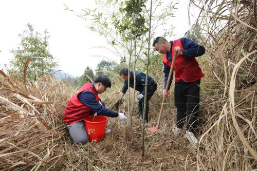 國網壽寧縣供電公司義務植樹積極服務生態(tài)文明建設