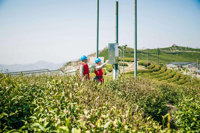 國(guó)網(wǎng)臺(tái)州供電公司：春茶滿園香 供電保障忙