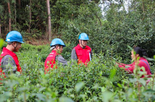 酉陽宜居茶飄香 電力護航產業(yè)興